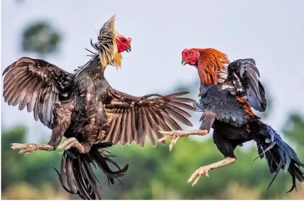 887Bet Cockfighting