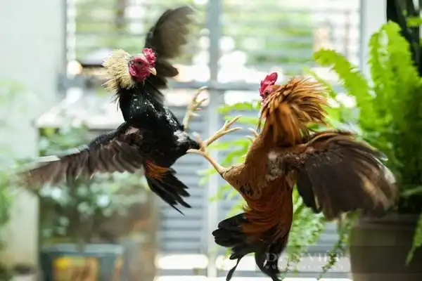 887Bet Cockfighting
