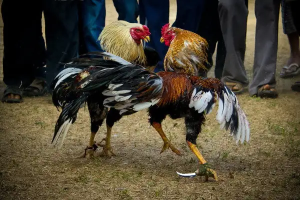 887Bet Cockfighting